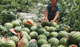 西瓜黑料社区今日爆料,揭秘娱乐圈惊人内幕